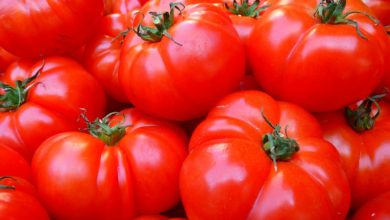 Produit de saison : comment cuisiner la tomate